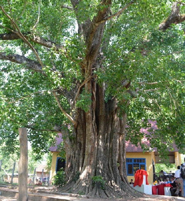 Cây bồ đề (Ficus Religiosa L) ở buôn Yang Lành Đắk Lắk được 132 năm tuổi. Trong tháng 3/2014, Tổ chức kỷ lục châu Á, Hội kỷ lục gia Việt Nam đã trao bằng xác lập kỷ lục cho cây bồ đề 132 năm tuổi này là cây được trồng lâu năm nhất trên vùng đất Tây Nguyên.