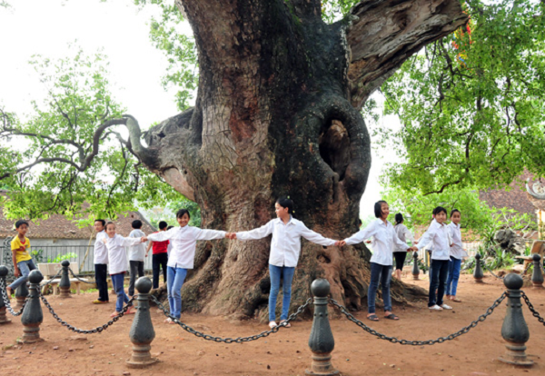 Cây Dã Hương gần 1000 năm tuổi ở Thôn Giữa, Tiên Lục, Lạng Giang, Bắc Giang, được công nhận là cây di sản Việt Nam vào ngày 26/11/2013. Không chỉ có vẻ ngoài ấn tượng, tạo nên cảnh quan đẹp mặt cho cụm quần thể di tích Tiên Lục mà cây dã hương này còn là chứng nhân lịch sử và mang nhiều ý nghĩa tâm linh sâu sắc.