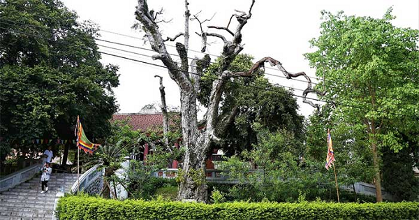 Cây Táu 2104 tuổi ở đền Thiên Cổ (ở thôn Hương Lan, xã Trưng Vương, thành phố Việt Trì, tỉnh Phú Thọ), được Hội Bảo vệ Thiên nhiên và Môi trường (VACNE) công nhận đây là cây di sản Việt Nam ngày 28/5/2012.