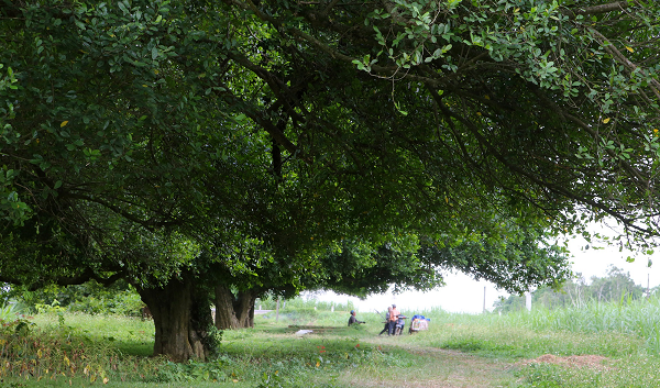 Rặng Duối 18 cây khoảng 1000 năm tuổi ở thôn Cam Lâm (Đường Lâm, Sơn Tây, Hà Nội) được Hội Bảo vệ thiên nhiên và Môi trường Việt Nam công nhận là cây di sản Việt Nam ngày 22/4/2011.