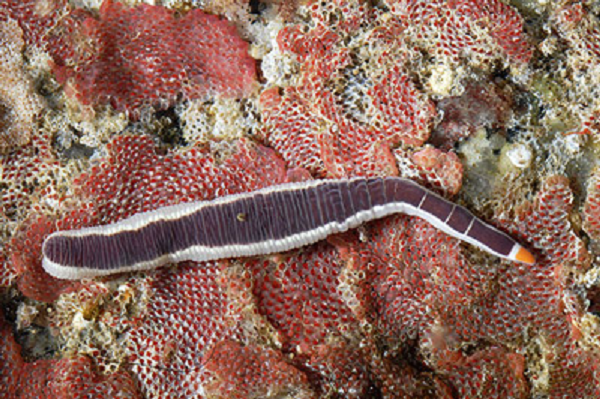 Độ giãn của cơ thể sâu Nemertea cũng khiến nhiều người kinh ngạc bởi với thân hình nhỏ nhưng chúng có thể nuốt trôi các loài giun, cá, động vật giáp xác, ốc sên và cả con trai - những sinh vật có chiều rộng cơ thể lớn hơn rất nhiều cơ quan chật hẹp trong cơ thể chúng.