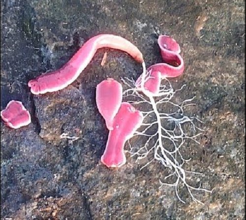 Có hơn 1.400 loài sâu Nemertea được tìm thấy trên Trái đất mỗi năm. Tuy nhiên, các nhà khoa học vẫn chưa tìm ra cách chúng sinh sản và phân bổ trên Trái đất.