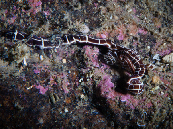 Sâu Nemertea có rất nhiều hình dáng và màu sắc đa dạng và phong phú, với không chỉ màu cam, mà còn có cả hồng, đỏ, vàng và cả xanh lục.