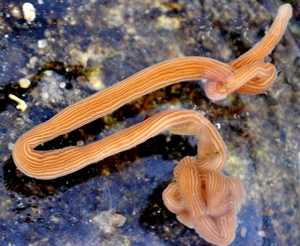 Bên cạnh đó, sâu Nemertea có thể bắn dịch nhớt tới bất cứ nơi đâu mà chúng đi qua như một cách đánh dấu "lãnh thổ" riêng cho mình.