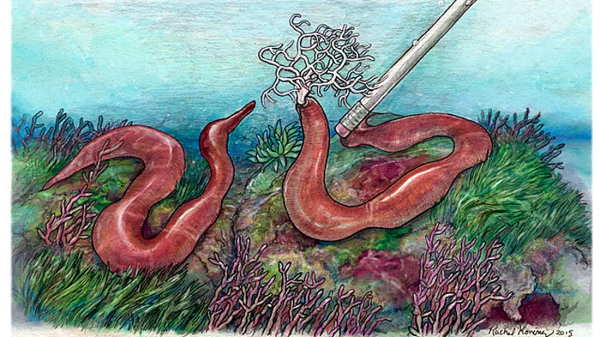 Một điểm đặc biệt nữa của sâu Nemertean đó là chúng có cái vòi sắc nhọn, dùng để đâm vào con mồi.