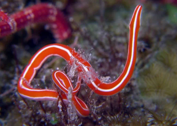 Nemertean có tên gọi khác là Ribbon Worms, là một trong những loài sinh vật có cấu tạo cơ thể kỳ lạ cư trú ở các lớp băng vùng Nam Cực.