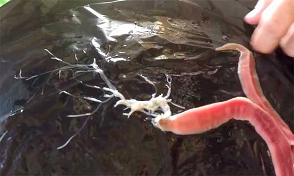 Đặc biệt, khi bị cắt hoặc gây tổn thương ở một số vị trí nhất định, sâu Nemertea cũng như giun đốt, có khả năng tái sinh và hình thành nên cá thể mới.