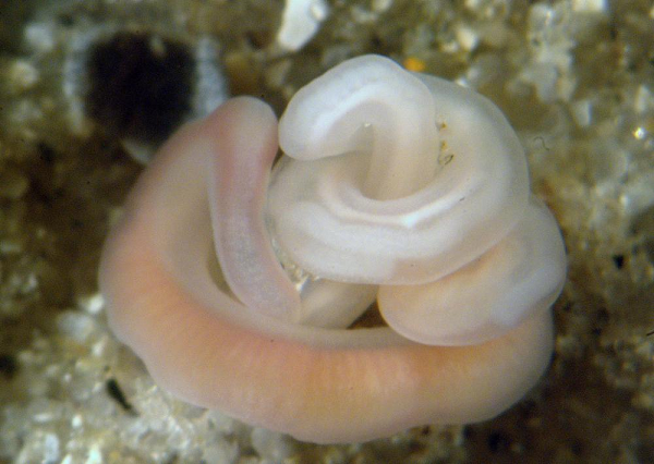 Một nhà nghiên cứu nhận định, sâu Nemertean có thể dài tới 30m, thậm chí là 60m - dài hơn cả một chú cá voi xanh. Khi đói, sâu Nemertean có thể ăn bất cứ thứ gì mà chúng nhìn thấy.