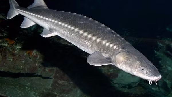 Cá tầm còn được gọi là “cá nguyên thủy” vì những đặc điểm hình thái học của chúng hầu như không thay đổi so với những hóa thạch 200 triệu năm tuổi.