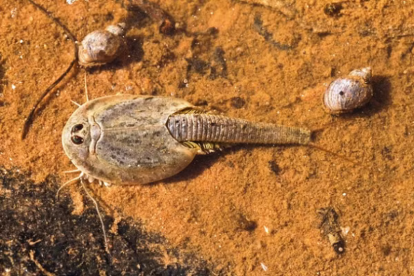 Tôm nòng nọc đuôi dài có tên khoa học là Triops longicaudatus, đây là một loài giáp xác nước ngọt gần giống một con cua ngựa nhỏ. Nó được coi là hóa thạch sống bởi vì hầu như vẻ ngoài của nó vẫn còn y nguyên so với tổ tiên thời tiền sử đã từng sinh sống trên Trái đất vào khoảng 220 triệu năm trước.
