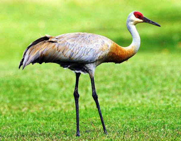 Sếu Canada là loài động vật bản địa của Bắc Mỹ và phía đông bắc Siberia. Một hóa thạch 10 triệu năm tuổi được tìm thấy ở Nebraska được cho là của loài Sếu Canada này, nhưng các nhà khoa học vẫn không chắc chắn.