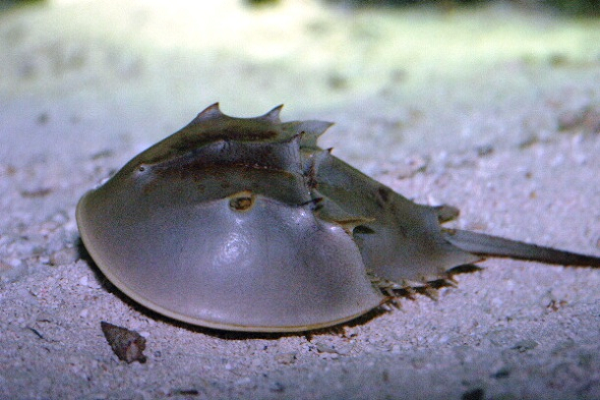 Cua móng ngựa là loài động vật chân đốt sống chủ yếu ở các vùng biển nông cạn trên những đáy cát hoặc đáy bùn. Cua móng ngựa nằm trong số những hóa thạch sống nổi tiếng nhất, vẫn giữ nguyên không thay đổi trong hơn 450 triệu năm qua.