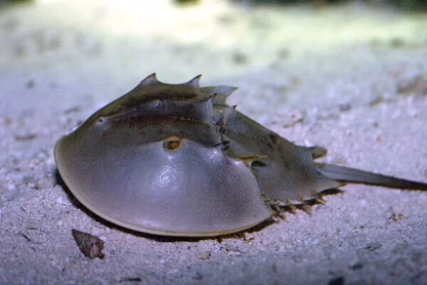 Cua móng ngựa là loài động vật chân đốt sống chủ yếu ở các vùng biển nông cạn trên những đáy cát hoặc đáy bùn. Cua móng ngựa nằm trong số những hóa thạch sống nổi tiếng nhất, vẫn giữ nguyên không thay đổi trong hơn 450 triệu năm qua.