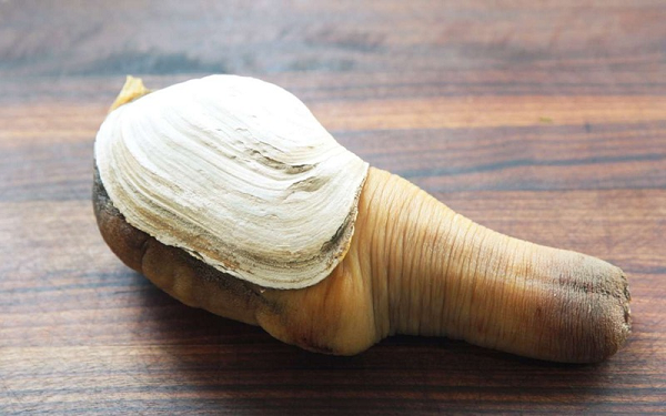 Ốc vòi voi được mệnh danh là loài ốc đắt nhất thế giới với giá từ 1.5 - 2 triệu/kg. Chúng chỉ sinh sống ở vùng biển ấm Canada với cân nặng lên tới 2kg/con. Thịt của chúng trắng, vị ngon, dai và giòn mà ít loại ốc nào có được.