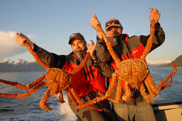 Thịt cua hoàng đế được nhận xét là thơm ngọt, dai dai cùng một chút vị mặn đậm đà của biển cả. Hằng năm ngư dân phải chống chọi với thời tiết mưa bão khắc nghiệt, những nguy hiểm rình rập để có thể khai thác được loại cua này nên chúng trở nên đắt đỏ. Giá của 1 kg càng cua này dao động trong khoảng thừ 35 - 50$/kg