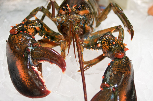 Thịt của tôm được đánh giá là dai ngọt đậm đà thơm hương vị cổ điển đặc trưng. Được biết đến lần đầu tiên ở Mỹ, giá của Tôm hùm Fourshu rơi vào khoảng 60 USD cho 1 kg