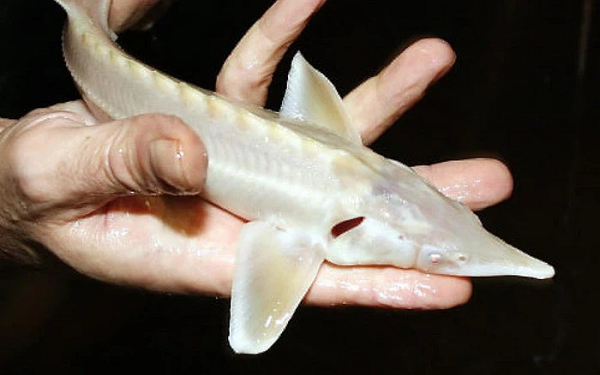 Trứng của loài cá tầm trắng sống ở vùng biển Caspian phải mất khoảng 20 năm mới đạt được kích cỡ thích hợp để lấy trứng. Trứng của chúng chứa nhiều dinh dưỡng giúp an thần và tốt cho sức khỏe người dùng. Giá của món ăn này rơi vào khoảng 5.000 USD/kg và có thể cao hơn vào mùa khan hiếm.