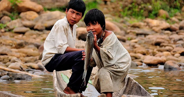 Ngoài ra, người Tsimané hấp thụ ít chất béo no hơn. 14% calo còn lại của cả người Mỹ và người Tsimané đều đến từ protein, tuy nhiên, người Tsimané sử dụng nhiều thịt nạc hơn.