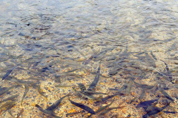 Bên cạnh đó, người dân cũng không bao giờ đánh bắt cá trong hồ Yamdrok xuất phát từ thói quen ăn uống truyền thống cùng với một số yếu tố tôn giáo lâu đời của họ.