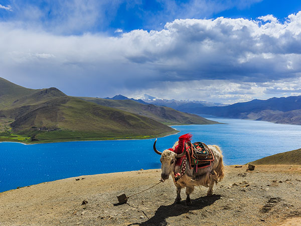 "Yamdrok" trong tiếng Tạng có nghĩa là "Hồ thiên nga". Đối với người Tây Tạng, hồ nước này là một nơi vô cùng linh thiêng và cao quý, họ tin rằng vẻ đẹp nên thơ của nó chính là hóa thân của những nàng tiên nữ giáng trần mang đến sức sống cho Tây Tạng.