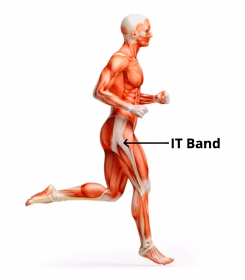 Điểm yếu của các loài động vật là chúng có bộ lông rất dày để giữ ấm trong mùa đông, nhưng lại trở thành một lớp ngăn thoát nhiệt trong mùa hè khi chúng vận động mạnh. Khi không thể thoát nhiệt, động vật không thể duy trì các hoạt động mạnh trong khoảng thời gian dài.