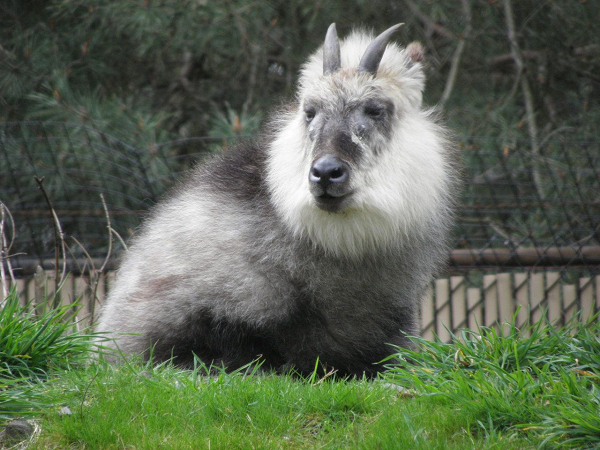 Thứ đặc biệt duy nhất ở con vật này chính là tuyến đệm dưới mắt bị sưng lên, sáng bóng trông như một cặp mắt thứ hai. Tuyến đệm là bộ phận có ở tất cả các con sơn dương. Thông thường chúng sẽ cọ xát tuyến này vào đá, cây cối để tiết ra dịch giúp dê đánh dấu lãnh thổ.