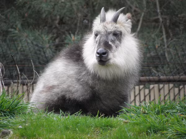 Thứ đặc biệt duy nhất ở con vật này chính là tuyến đệm dưới mắt bị sưng lên, sáng bóng trông như một cặp mắt thứ hai. Tuyến đệm là bộ phận có ở tất cả các con sơn dương. Thông thường chúng sẽ cọ xát tuyến này vào đá, cây cối để tiết ra dịch giúp dê đánh dấu lãnh thổ.