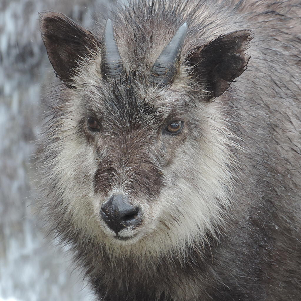 Nhận thấy màu lông của con sơn dương cũng không được bình thường, ông lập tức đến Trung tâm Quản lý và Bảo tồn Động vật hoang dã Tohoku, thành phố Sendai để thông báo về phát hiện mới của mình.
