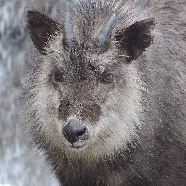 Nhận thấy màu lông của con sơn dương cũng không được bình thường, ông lập tức đến Trung tâm Quản lý và Bảo tồn Động vật hoang dã Tohoku, thành phố Sendai để thông báo về phát hiện mới của mình.