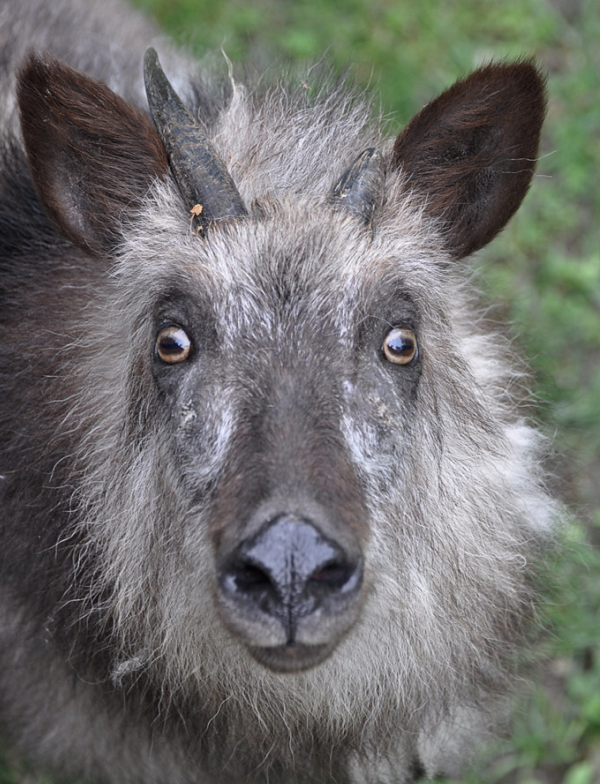 Sơn dương Nhật Bản thường sống tại vùng núi có độ cao từ 600 mét đến 1000 mét ở các khu vực đảo Honshu, Kyushu và Shikoku. Chúng sống đơn lẻ hoặc thành từng nhóm nhỏ và có khả năng di chuyển rất khéo léo trên các sườn núi, dốc đá.