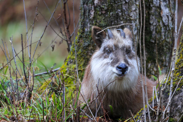 Loài sơn dương núi được coi là một biểu tượng của Nhật và được bảo vệ trong các khu bảo tồn. Hình ảnh chúng xuất hiện ở rất nhiều thứ như trên các tem, bưu thiếp…