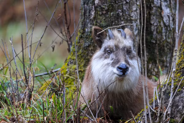 Loài sơn dương núi được coi là một biểu tượng của Nhật và được bảo vệ trong các khu bảo tồn. Hình ảnh chúng xuất hiện ở rất nhiều thứ như trên các tem, bưu thiếp…