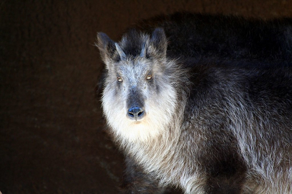 Chúng được biết đến là loài có bộ lông dày và cực kỳ rậm rạp. Mặc dù không cố tình nuôi râu nhưng những sợi lông quá dài và dày trên khuôn mặt đã khiến loài động vật này giống như đang nuôi bộ râu quai nón màu trắng nữa độc đáo.
