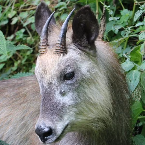 Tuy nhiên, theo nhân viên của Trung tâm Quản lý và Bảo tồn Động vật hoang dã Tohoku, con vật kỳ lạ mà ông Okamoto chụp được thực chất chỉ là một con sơn dương Nhật Bản bình thường.