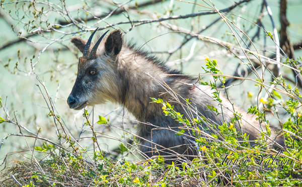 Bức ảnh về sơn dương "4 mắt" của ông Okamoto đăng tải trên mạng xã hội Nhật Bản và lập tức thu hút rất nhiều cư dân mạng đã bình luận. Nhiều người bày tỏ sự ngạc nhiên vì chưa từng gặp con vật nào như vậy ngoài tự nhiên.