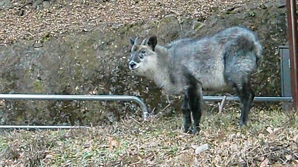 Cụ thể, khi đang trên đường đến bãi đỗ xe, ông trông thấy một con sơn dương có ngoại hình khác lạ đứng cách ông khoảng 30 mét và lập tức chụp lại. Khi về nhà, ông xem lại ảnh mới phát hiện ra con vật này có tới 4 mắt.