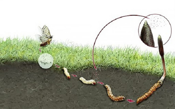 Đây được xem như đông dược mang trong mình lai lịch của 2 thế giới: Động vật và thực vật. Vị thuốc đặc biệt quý hiếm này là sự kết hợp của sâu non và loại nấm Cordyceps.