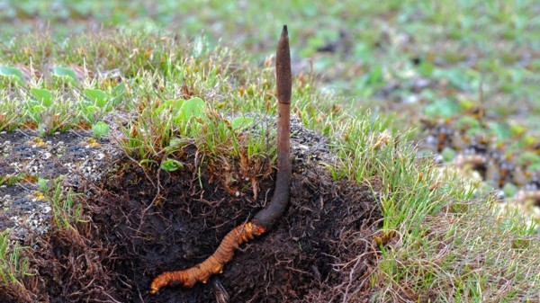 Đặc biệt, nấm sâu bướm tự nhiên thường rất khó tìm do nó thường ẩn mình giữa một biển cỏ. Thực tế trên thế giới có 507 loài trùng thảo, trong đó chỉ có giống Cordyceps Sinensis được gọi là Đông Trung Hạ Thảo, còn lại chỉ là trùng thảo.