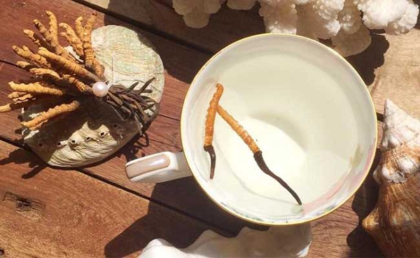 Đông Trung Hạ Thảo còn được xem là một loại viagra cực kỳ hiệu quả của Himalaya. Tuy nhiên, hiện vẫn có rất ít bằng chứng khoa học cũng như nghiên cứu chuyên sâu để chứng minh điều này.