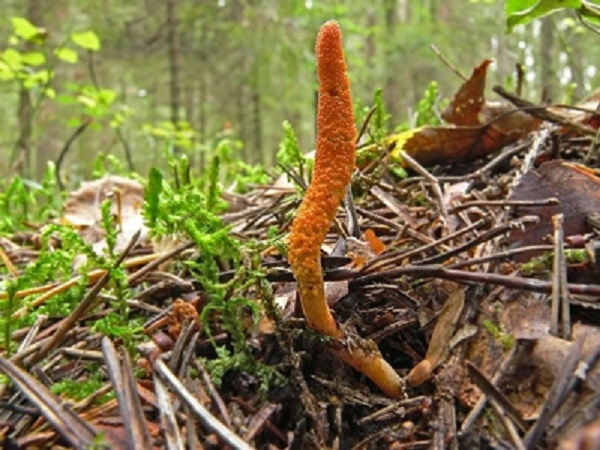 Cho một lượng vừa đủ vào để nấu cháo phù hợp với người già và trẻ nhỏ đang mắc các bệnh về hô hấp, phế phổi. Dùng nước ấm rửa sạch rồi ngâm với nước nóng cho mềm rồi nhai trực tiếp rất tốt cho bệnh nhân sau mổ, suy nhược cơ thể.