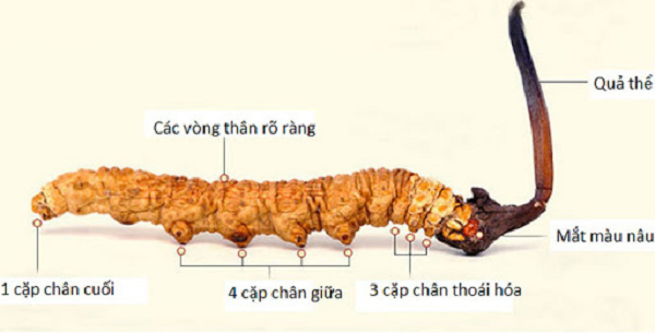 Mùa đông, nấm Cordyceps sẽ thâm nhập và ký sinh trong cơ thể ấu trùng sâu non đồng thời hút hết chất dinh dưỡng khiến sâu chết. Sau đó mọc ra khỏi đầu ấu trùng như một bông hoa. Đến mùa hè nấm phát triển và trồi lên mặt đất trở thành Đông Trung Hạ Thảo.