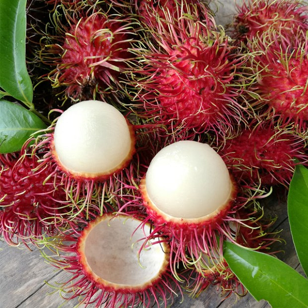 Tiếp theo là trái chôm chôm có xuất xứ từ khu vực Đông Nam Á. Giống quả thuộc họ Sapindaceae, trái có lông bao kín bên ngoài, chuyển từ xanh sang đỏ khi chín, quả ăn có vị ngọt.