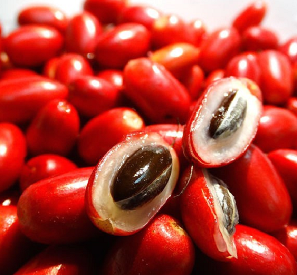 Trái thần kỳ thuộc họ Sapotaceae, có nguồn gốc từ rừng nhiệt đới của Tây Phi. Quả có màu đỏ khi chín, lúc ăn vị chua và đắng, sau đó biến thành vị ngọt. Ở Việt Nam loại quả này được gọi là trái thần kỳ, đã du nhập và nhân giống khoảng chục năm trước.