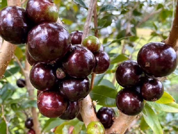Plinia Cauliflora (nho thân gỗ) là một loại quả thuộc họ đào kim nương, có nguồn gốc từ Đông Nam Brazil. Plinia Cauliflora có vẻ ngoài giống hệt nho, nhưng vỏ dày hơn. Trái khi chín màu tím, thịt trắng, vị ngọt thơm.