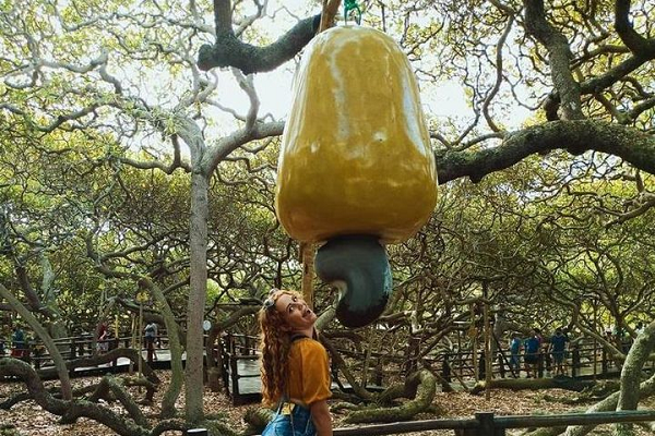  Cây đào lộn hột (hay còn gọi là cây điều) khổng lồ này nằm ở Pirangi do Norte – một bãi biển gần Natal, thủ phủ của bang Rio Grande do Norte, Brazil.