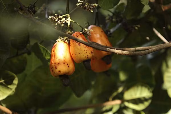 Đào lộn hột phát triển ở vùng nóng ẩm và nửa khô hạn. Cây không chịu được giá rét, dưới 7 – 8 độ C cây sẽ ngừng sinh trưởng. Loài cây này sống được trên đất cằn cỗi, nghèo kiệt, trên đất cát do đó người ta còn trồng làm cây phủ đất trồng đồi trọc, để chắn cát, giữ cho cồn cát khỏi bị gió thổi bay.