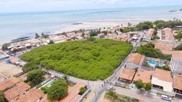 Quả thật là một loại quả khô, hình quả thận, nặng 5 – 9g, vỏ mầu xám, cuống quả phình to bằng quả trứng màu vàng, đỏ hay trắng, làm cho ta có cảm giác phần cuống phình ra là quả và quả thật là hạt do đó có tên là “Đào lộn hột”