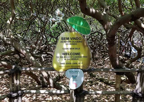 Quả điều có rất nhiều dinh dưỡng. Quả thật gồm có vỏ và nhân hạt. Vỏ là lớp vỏ bao quanh nhân, vỏ chiếm 69%, nhân chiếm 26% trọng lượng quả thực. Thành phần chủ yếu của vỏ là cardol và anacardic.