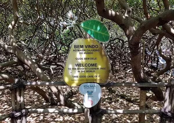 Quả điều có rất nhiều dinh dưỡng. Quả thật gồm có vỏ và nhân hạt. Vỏ là lớp vỏ bao quanh nhân, vỏ chiếm 69%, nhân chiếm 26% trọng lượng quả thực. Thành phần chủ yếu của vỏ là cardol và anacardic.