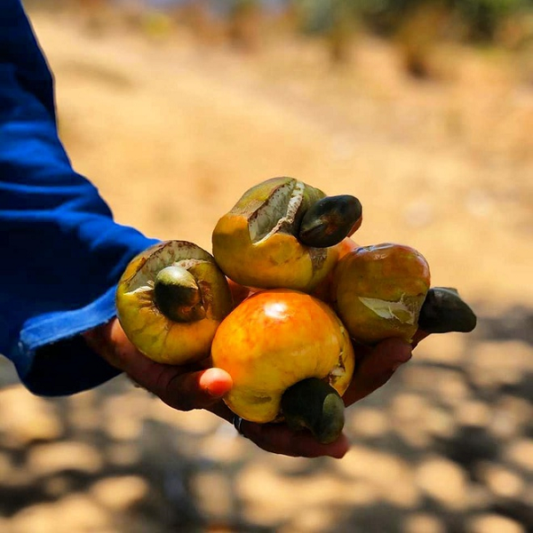 Cây Pirangi được Guiness công nhận là cây đào lộn hột lớn nhất thế giới vào năm 1994. Kích cỡ khổng lồ của tán cây được cho là kết quả của việc biến đổi gen khiến các cành cây mọc ngang, sau đó chạm xuống đất và mọc rễ.